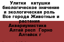 Улитки – катушки: биологическое значение и экологическая роль - Все города Животные и растения » Аквариумистика   . Алтай респ.,Горно-Алтайск г.